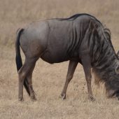  Ngorongoro Crater, TZ